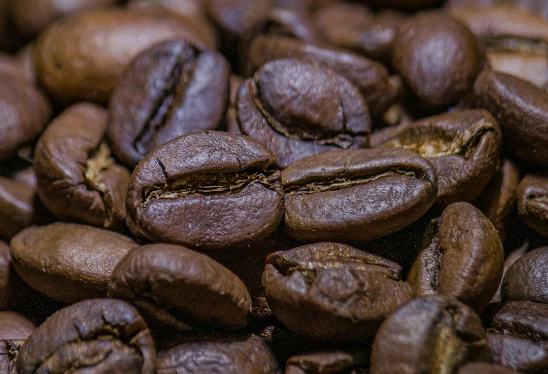 Coorg Complete Travel Guide Cover