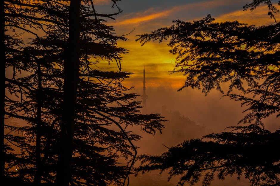 Shimla